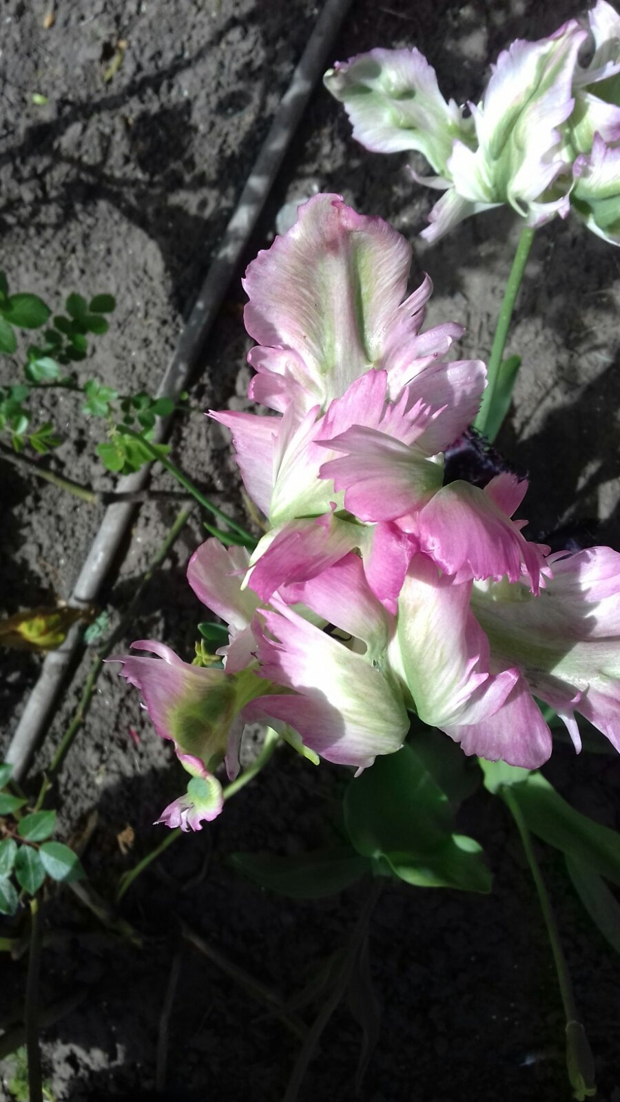IMG-18524f389b1de0201f1b77f1641c990a-V